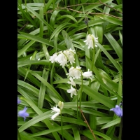 Hyacinthoides non-scripta Chouard, subsp Non-Scripta X Hispanica, Miller Kerguelen (3)